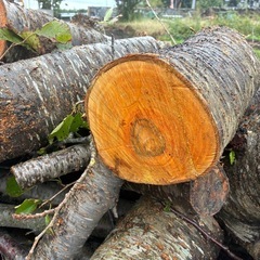薪　広葉樹　割たて　桜の画像