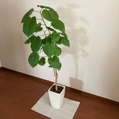フィカス・ウンベラータ　観葉植物 01の画像