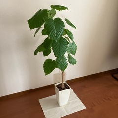 フィカス・ウンベラータ　観葉植物 01の画像