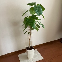 フィカス・ウンベラータ　観葉植物 01の画像