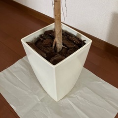 フィカス・ウンベラータ　観葉植物 01の画像