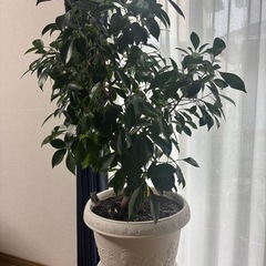 観葉植物　ガジュマルの画像