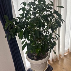 観葉植物　ガジュマルの画像