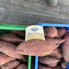さつま芋　新物(紅はるか) 特大サイズ　15 Kg  1袋[ｅ]の画像