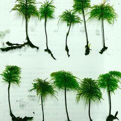 コウヤノマンネングサ　10株　山野草　観葉植物　苔の画像