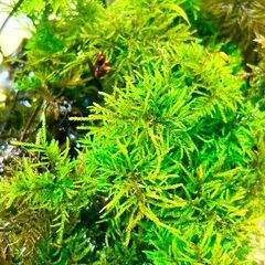 コウヤノマンネングサ　10株　山野草　観葉植物　苔