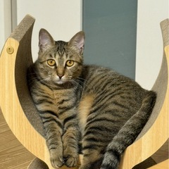 キジトラ “困り顔” がキュート♡ 甘えん坊女子（仮名：コムギ）