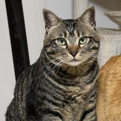 短いしっぽが可愛い♡人慣れ困難な3歳の男の子