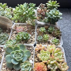 多肉植物 まとめ売り②の画像