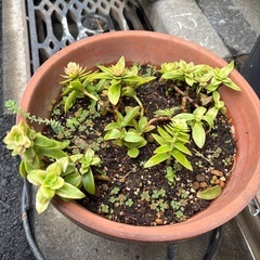 多肉植物　キャンプファイヤー.クラッスラ　株のみの画像