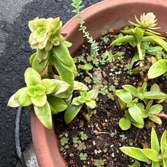 多肉植物　キャンプファイヤー.クラッスラ　株のみの画像
