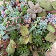 ぷくぷく可愛い❤️多肉寄せ植え仕立て直しワークショップの画像