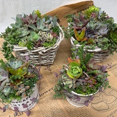 ぷくぷく可愛い❤️多肉寄せ植え仕立て直しワークショップの画像
