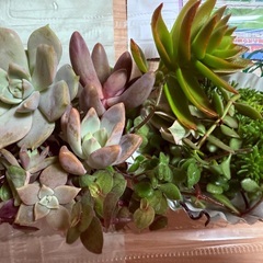 ぷくぷく可愛い❤️多肉寄せ植え仕立て直しワークショップの画像