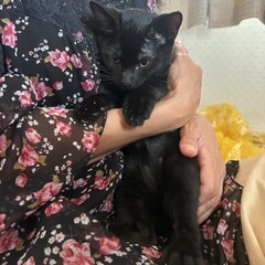 3ヶ月黒猫ちゃん