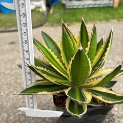 アガベ五色万代　大株1200円の画像