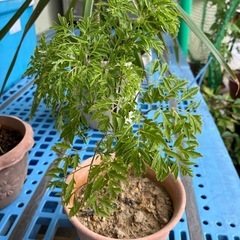 台湾もみじの画像