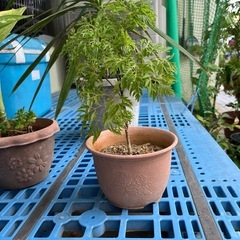 台湾もみじの画像