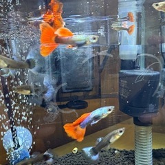 プラチナレッドテールダンボ　1ペア    　の画像