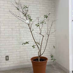 オリーブの木（ルッカ　鉢植え）の画像