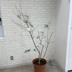 オリーブの木（ルッカ　鉢植え）の画像