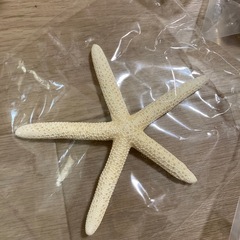 ヒトデ、貝がらのセットの画像