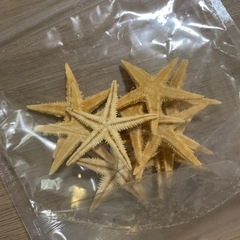 ヒトデ、貝がらのセットの画像