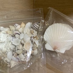 ヒトデ、貝がらのセットの画像