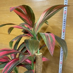 e7【約150cm　造花　観葉植物】鉢入り フェイクグリーンの画像
