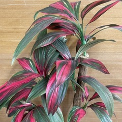 e7【約150cm　造花　観葉植物】鉢入り フェイクグリーンの画像