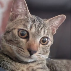 🐈保護猫ふれあい譲渡会🐈‍⬛ - 熊本市