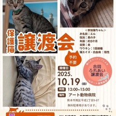 🐈保護猫ふれあい譲渡会🐈‍⬛の画像