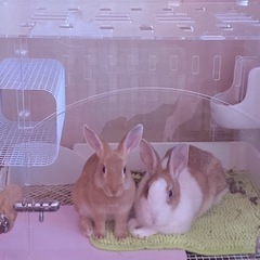 ミニウサギ 仲のいい二匹 ♀