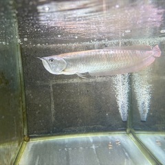 魚2匹セット急ぎ売り連絡下さいの画像