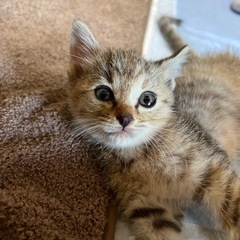 🐈保護猫ふれあい譲渡会🐈‍⬛ − 熊本県