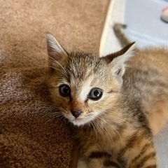 🐈保護猫ふれあい譲渡会🐈‍⬛ - その他