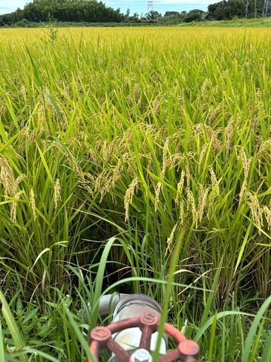 新米30キロ(玄米)