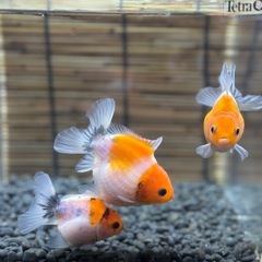 ★上物★3匹セット　ローズテールオランダ　全て四尾の画像