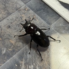 フォルスターニシ 成虫ペアの画像