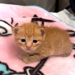 ☘️猫カフェみたいな保護猫譲渡会🌟 − 熊本県