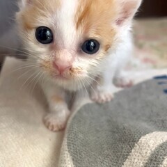 ☘️猫カフェみたいな保護猫譲渡会🌟 - 熊本市