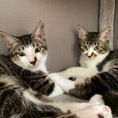 ☘️猫カフェみたいな保護猫譲渡会🌟 - その他