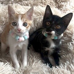 ☘️猫カフェみたいな保護猫譲渡会🌟 - イベント