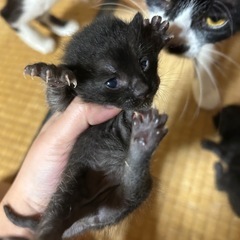 里親さん⭐️大募集 - 猫