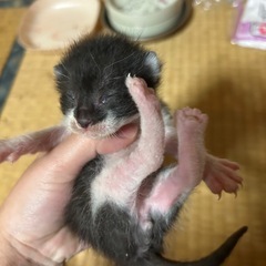 里親さん⭐️大募集 − 北海道