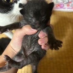 里親さん⭐️大募集の画像
