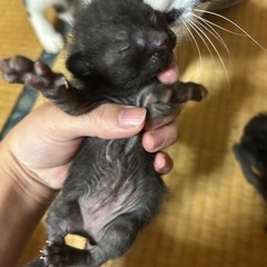里親さん⭐️大募集 - 深川市