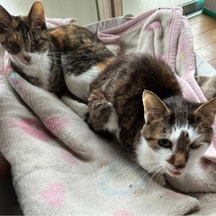 🆘緊急🆘多頭崩壊の飼い主入院。（猫達が取り残されてます）