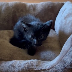 里親募集　譲渡決まりました