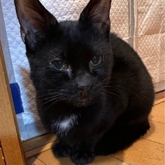 飼い主、飼育放棄の為、里親募集します。